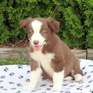 MALE AND FEMALE BORDER COLLIE PUPPIES | PostAds PH