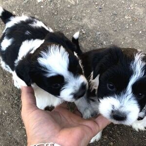 MY RARE EE RED BORDER COLLIE PUPPIES ARE WAITING FOR THEIR OWNERS | PostAds PH