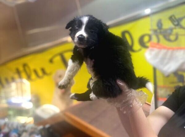 BORDER COLLIE PUPPIES AVAILABLE