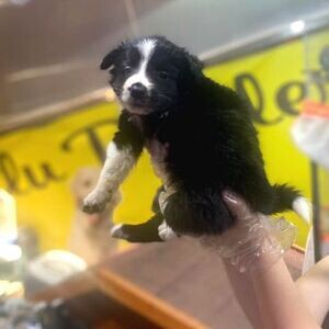 BORDER COLLIE PUPPIES AVAILABLE | PostAds PH