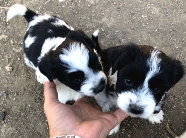 Border Collie Puppies FOR SALE
