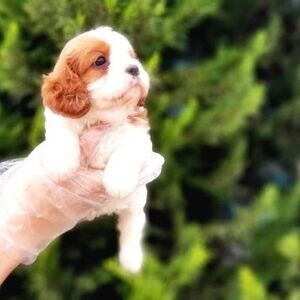 CAVALIER KING CHARLES PUPPY | PostAds PH