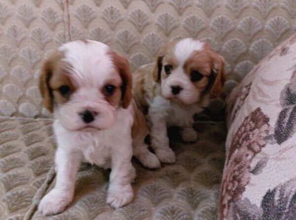 CAVALIER KING CHARLES ARE LOOKING FOR A HOME