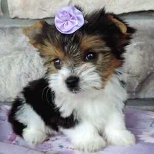 MORKIE BREED PUPPIES | PostAds PH