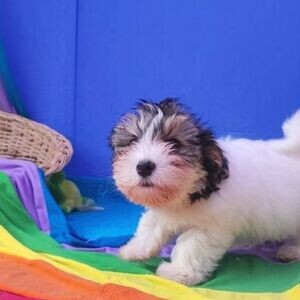 A QUALITY ORIGINAL MORKIE PUPPIES | PostAds PH