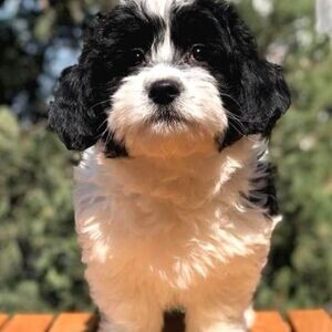 OUR BEAUTIFUL MINI SIZE MORKIE MALE AND FEMALE PUPPY | PostAds PH
