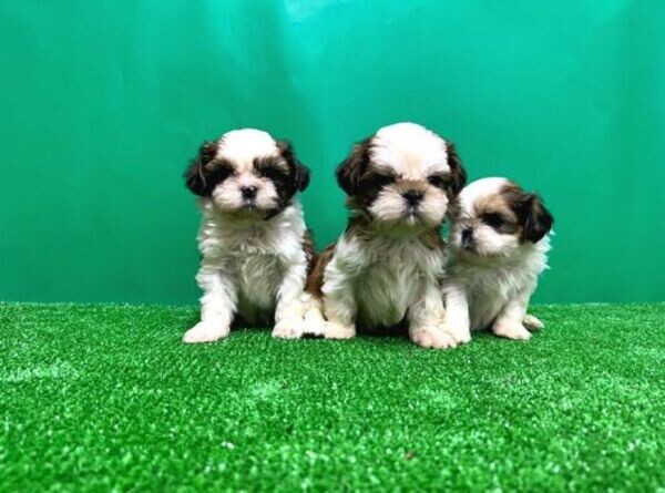 SHIH TZU PUPPY FOR NEW HOME