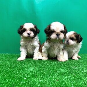SHIH TZU PUPPY FOR NEW HOME | PostAds PH