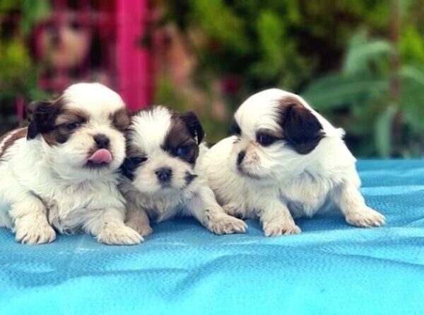 SHIH TZU PUPPY FOR SALE