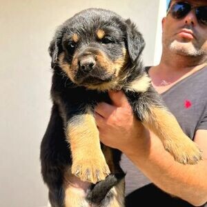 BETTER THAN THE BEST ROTTWEILER PUPPIES WITH MALE FEMALE PEDIGREE | PostAds PH