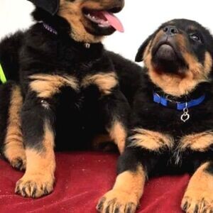 ORIGINAL PUREBRED rottweiler PUPPIES | PostAds PH