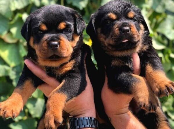 OUR READY-TO-DELIVER ROTTWEILER PUPPIES