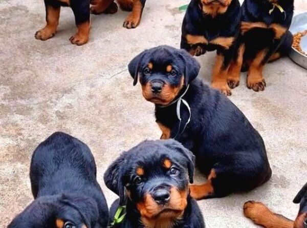 Normal Rottweiler Dog OUR ROTTWEILER PUPPIES WILL BE THE JOY OF YOUR HOME | PostAds.ph