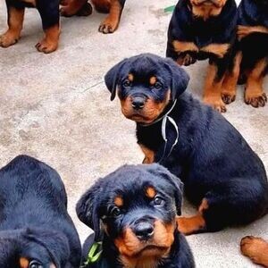 OUR ROTTWEILER PUPPIES WILL BE THE JOY OF YOUR HOME | PostAds PH