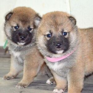 SHIBA INU PUPPIES | PostAds PH