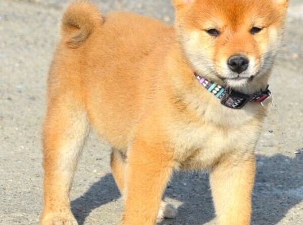 PEDIGREE SHIBA-INU PUPPIES