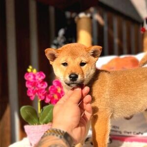 ORIGINAL SHIBA-INU PUPPIES FROM PEDIGREE PARENTS | PostAds PH