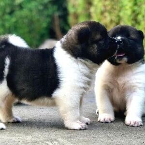 OUR AMERICAN AKITA PUPPIES | PostAds PH