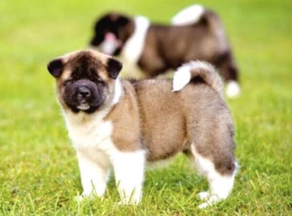 AMERICAN AKITA PUPPIES
