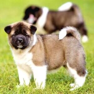 AMERICAN AKITA PUPPIES | PostAds PH