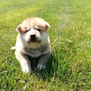 JAPANESE AKITA WITH MALE AND FEMALE PEDIGREE | PostAds PH
