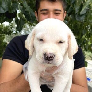 Our Labrador Puppies | PostAds PH