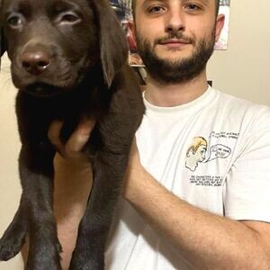 MY CHOCOLATE LABRADOR PUPPIES | PostAds PH