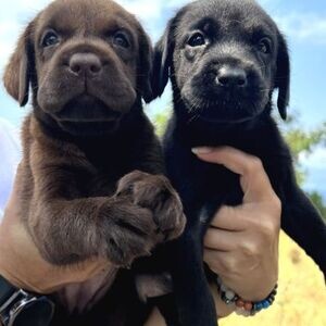 CUTE LABRADOR PUPPIES WITH DIFFERENT COLOR OPTIONS | PostAds PH