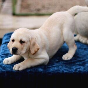 A QUALITY PEDIGREE SHOW LABRADOR PUPPIES IN QUALITY | PostAds PH