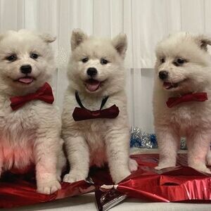 Viburnum Samoyed Puppy | PostAds PH