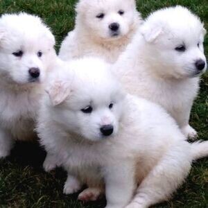 OUR SAMOYED PUPPIES | PostAds PH