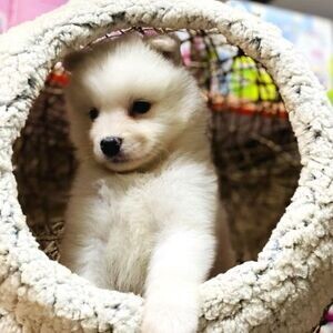 ORIGINAL SAMOSED PUPPIES | PostAds PH
