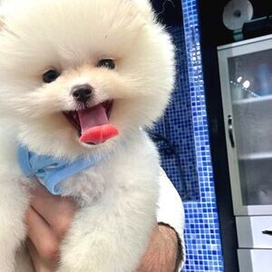 OUR TOP QUALITY POMERIAN SON | PostAds PH