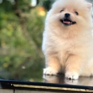 BREED AND HEALTH GUARANTEED POMERANIAN BOO FEMALE PUPPY | PostAds PH