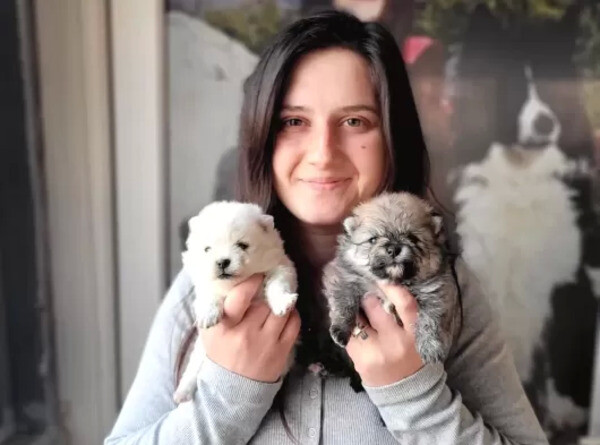 POMERANIAN PUPPIES READY