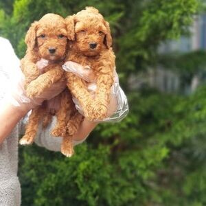 Toy Poodle Puppies | PostAds PH