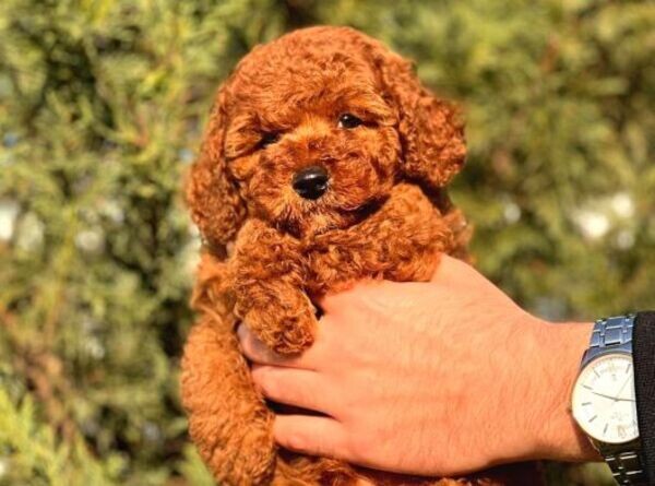 OUR RED BROWN TOY POODLE DOLLS IN SHOW STRUCTURE