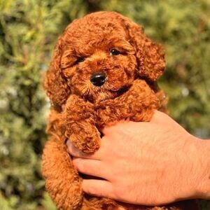 OUR RED BROWN TOY POODLE DOLLS IN SHOW STRUCTURE | PostAds PH