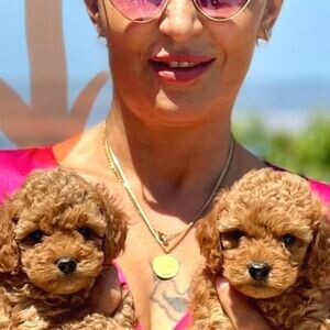 TOY POODLE & MINIATURE POODLE PUPPIES | PostAds PH