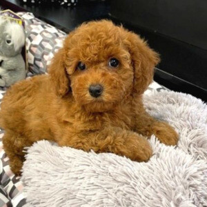 OUR RED BROWN TOY POODLE PUPPIES WITH HEALTH AND BREED GUARANTEE | PostAds PH