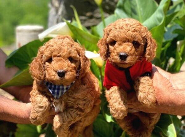 BEST TOY POODLE IN ITS BREED