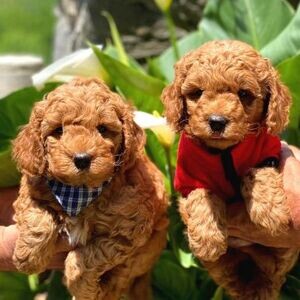BEST TOY POODLE IN ITS BREED | PostAds PH