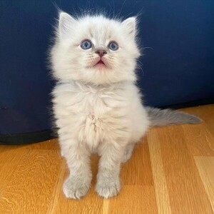 whatsapp:+44-7543-470-027 RAGDOLL KITTENS | PostAds PH