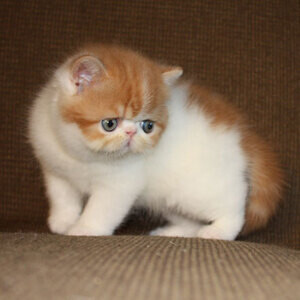 whatsapp:+44-7543-470-027 Exotic Shorthair kittens | PostAds PH