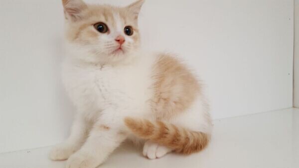 whatsapp:+44-7543-470-027  Scottish fold Kittens