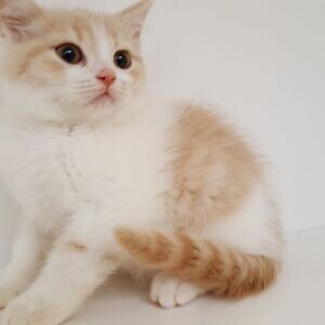 whatsapp:+44-7543-470-027 Scottish fold Kittens | PostAds PH