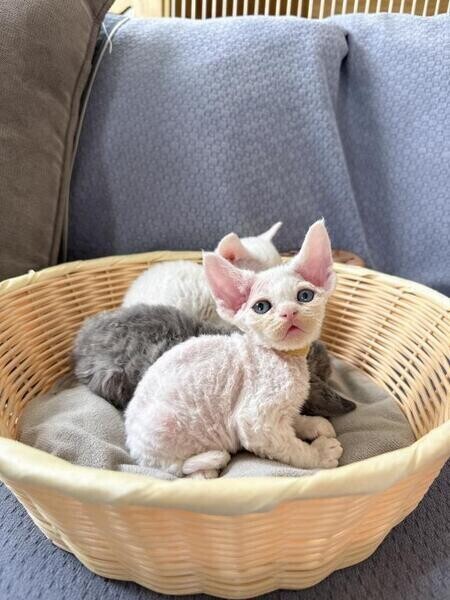 whatsapp:+44-7543-470-027 Devon Rex kittens