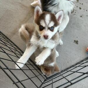 Stunning Blue Eyed Pomsky Puppies For Sale.Please contact us on Viber: +639660614145 | PostAds PH