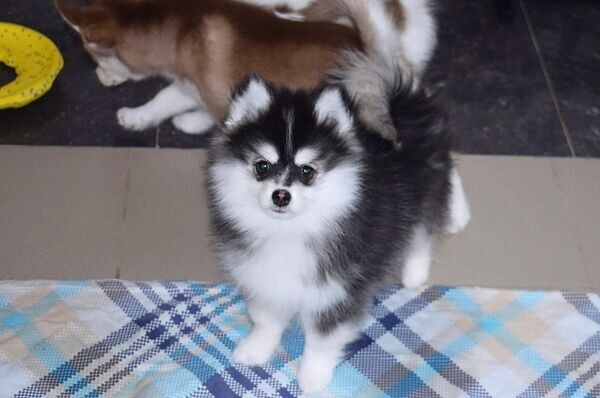 Beautiful  Pomsky Puppies.Please contact us on Viber: +639660614145