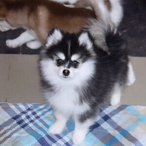 Beautiful Pomsky Puppies.Please contact us on Viber: +639660614145 | PostAds PH